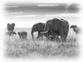 Image Not Available